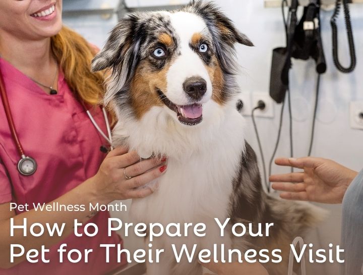 Pet Wellness Visits: How to Prepare | Wright Animal Hospital